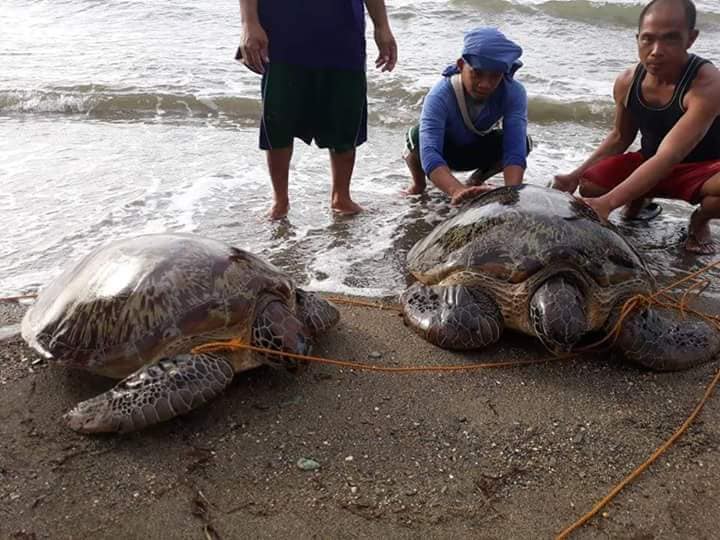 Courtesy: PO2 Ramon Fernando Rey