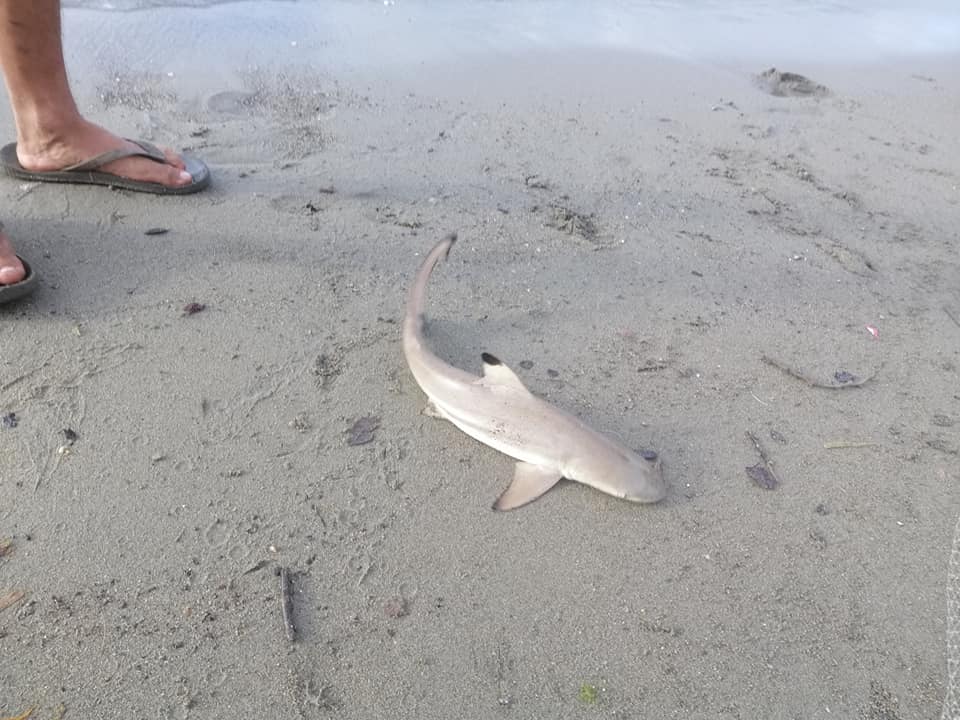 Photo Courtesy: Juan Bayoneta