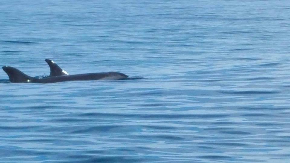 Photo Courtesy of Facebook/Bibo Porras