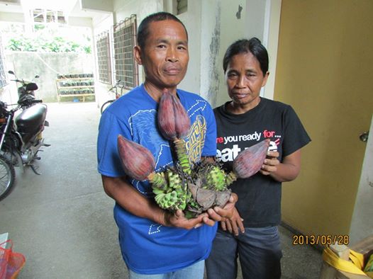 Si Ruvigildo Rubion ng Brgy. Rizal, Odiongan, Romblon may hawak ng tatlong puso ng saging mula sa iisang puno. Photo from Emmanuel Eranes